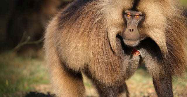 baboon king smithsonian channel